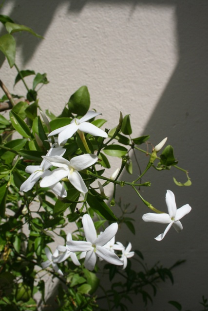 Common Jasmine